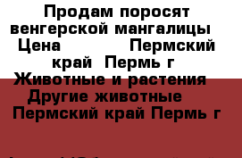 Продам поросят венгерской мангалицы › Цена ­ 5 000 - Пермский край, Пермь г. Животные и растения » Другие животные   . Пермский край,Пермь г.